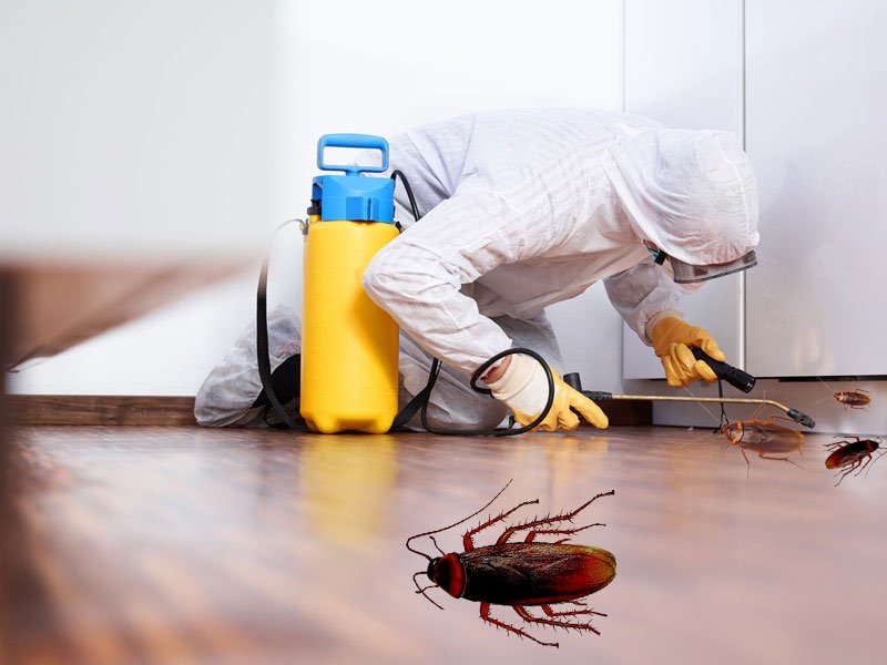 Pest Control Services Dubai Pest Control Services